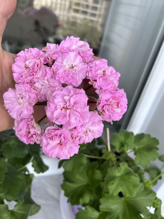 Продам черенки сортовых пеларгоний