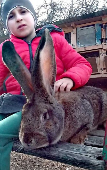 Iepuri de rasă mare