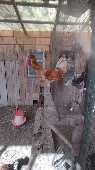 Găini și cocoși paduana