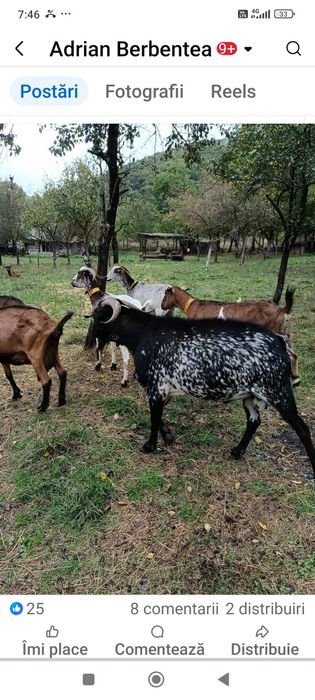 Vând țap Florida foarte activ și îi din tripleții