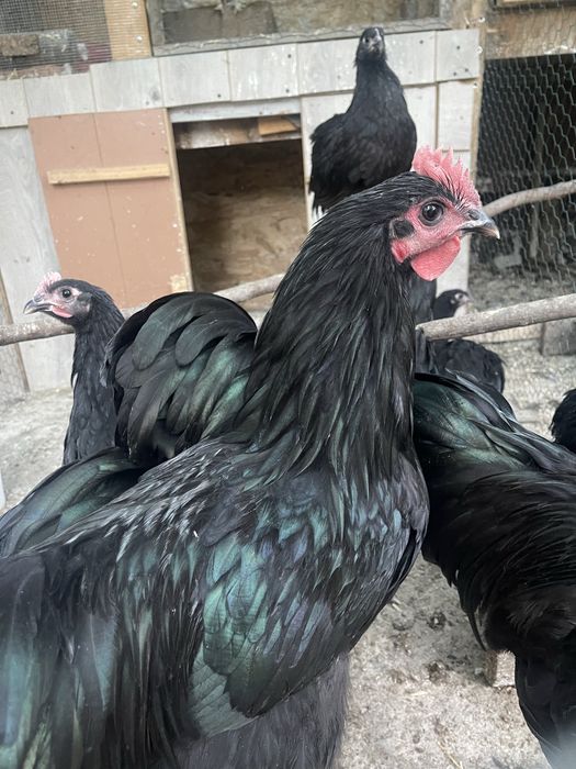 Pui de gaina Wiindot si motate olandeze si austrolopi