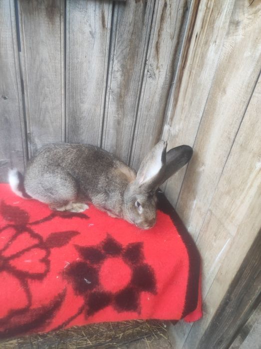 Femele Uriaș german