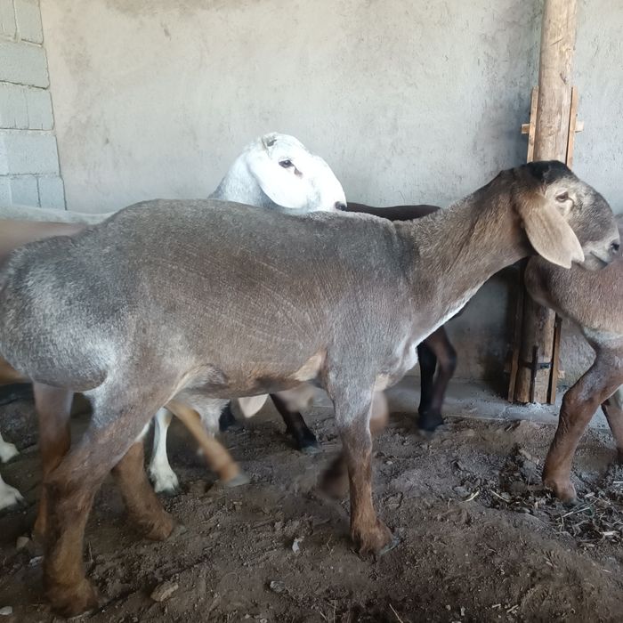 Урыктыкка токты-кошкарлар 5 бас