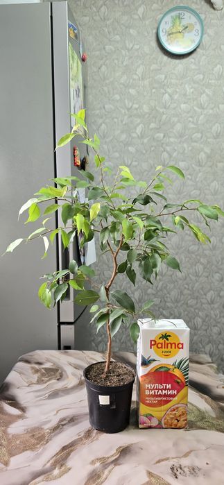 Фикус неон продам