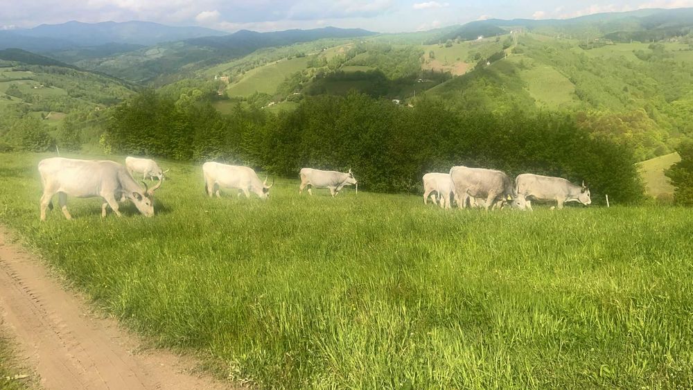 LICHIDARE FERMĂ – Vând Vaci Rasa Sură de Stepă (Lot Complet / Individual)