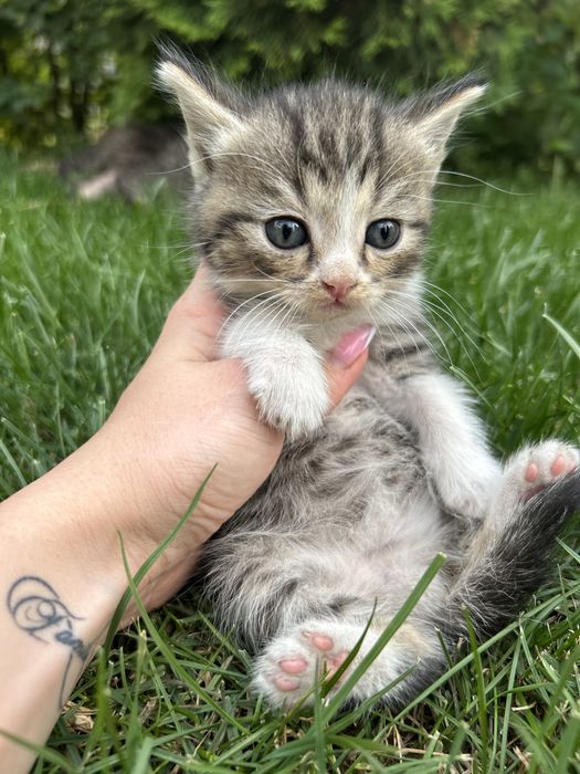 Продам шотландских котят