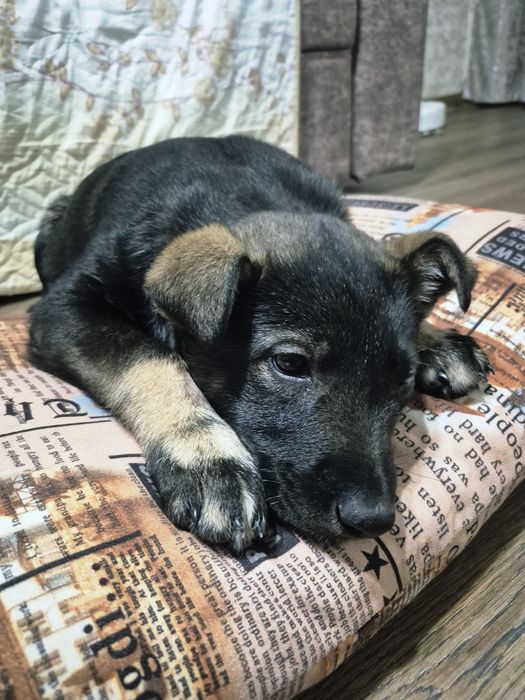 Отдам щенка-девочку