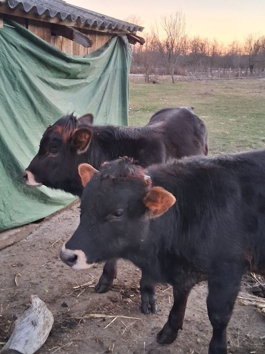 Vând vitel,de tăiat carcasa sau în viu de tinut pentru cine doreste