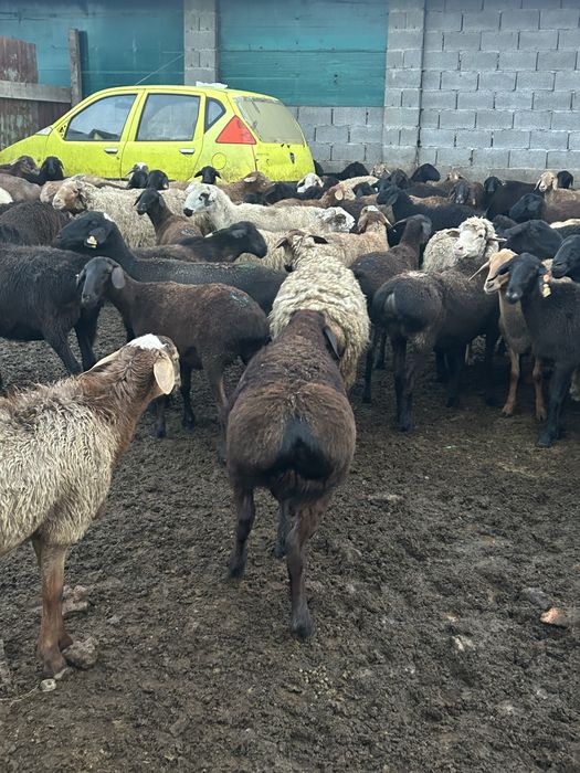 Продам баран Кой сатылады
