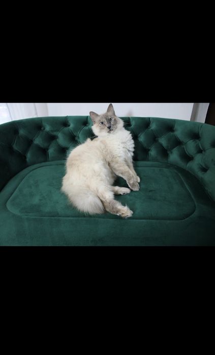 Patut/Canapea animale . Caine/Pisica