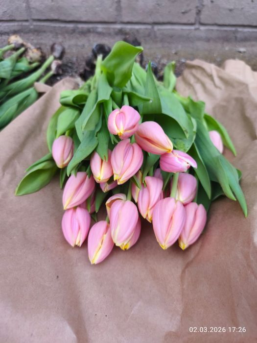 Тюльпаны Қызғалдақ гул цветы гүл