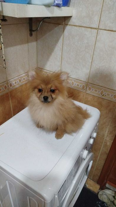 Продам щенков померанский шпиц