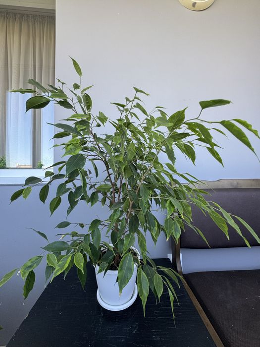 Продам фикус бенждамина