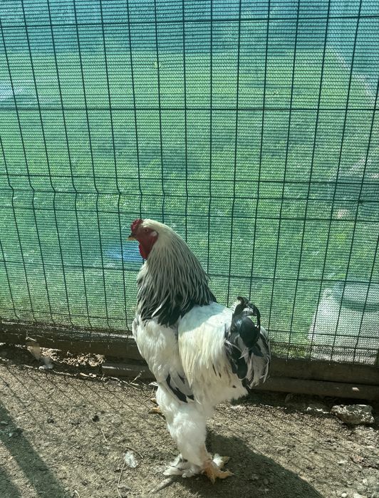 Vand cocoși brahma Herminat