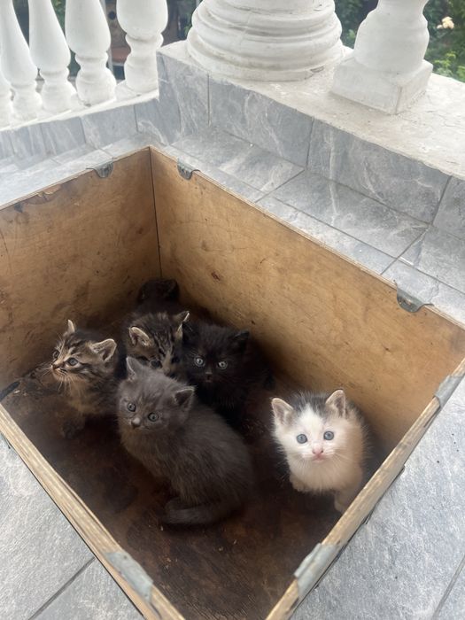 Отдадим котят !!