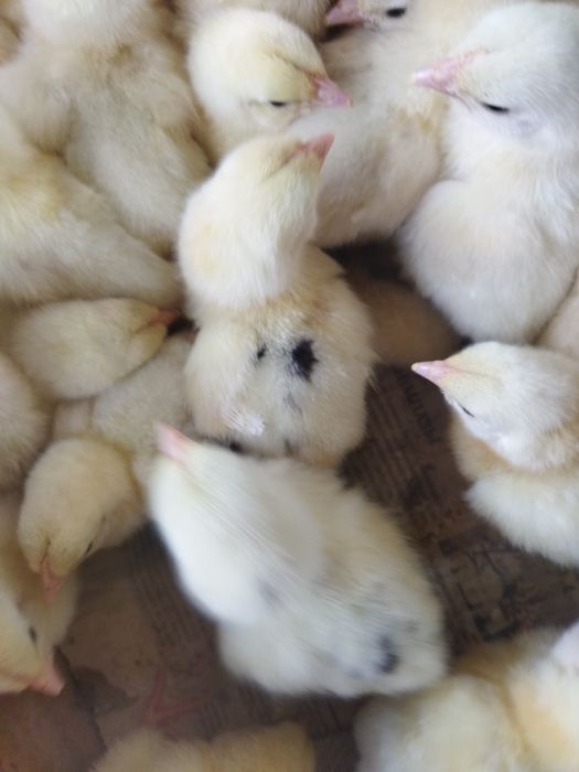 Кобб-500 с точкой!