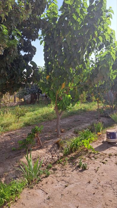 Limonariyada yer sotiladi