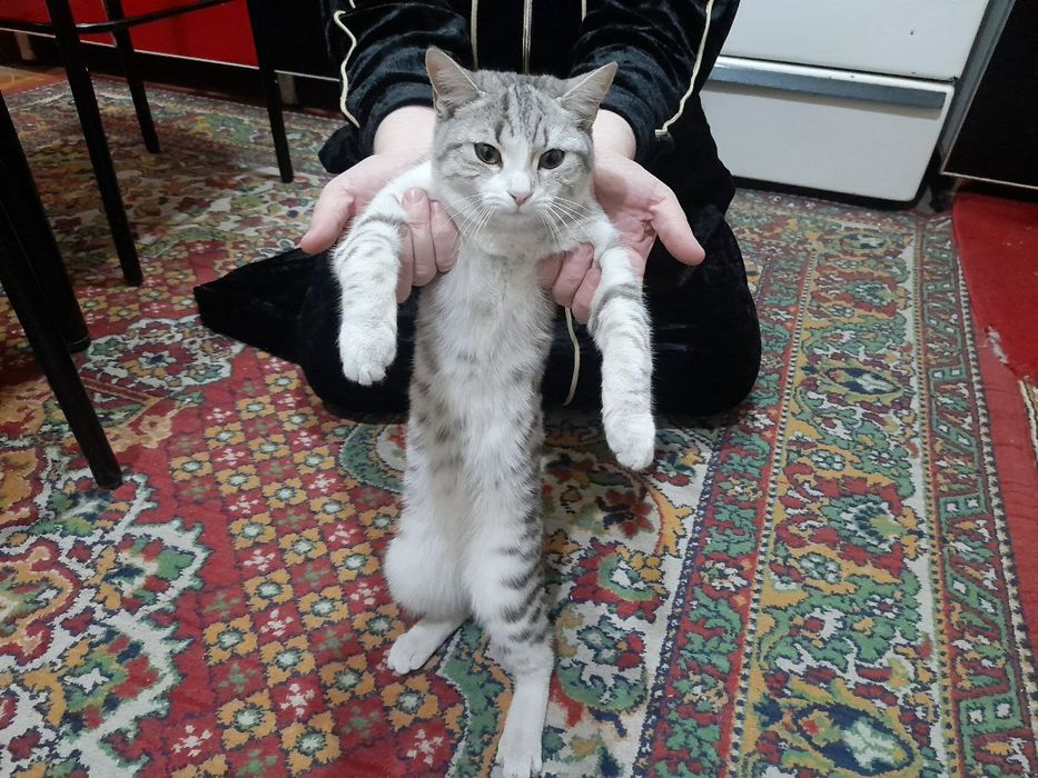 Мушук сотилади отаси шиншила онаси оддий.  5 ойлик