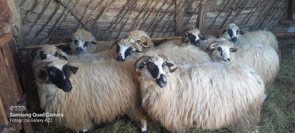 Vand  20 de oi breze sunt și cu miei și 2 capre + 1 țap alpin francez