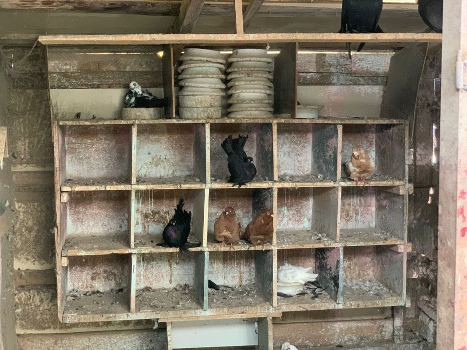 Vand porumbei, iepuri si gaini