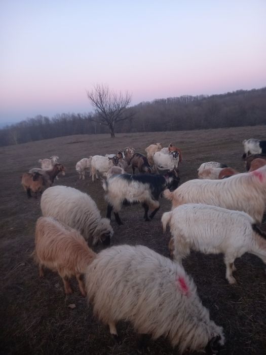 Vând iezi și țapi