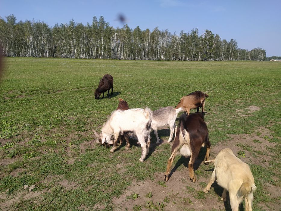 Продам Коз и овец