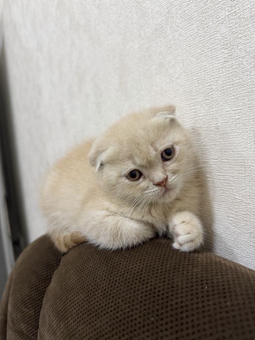 Продается котенок породы скоттиш фолд