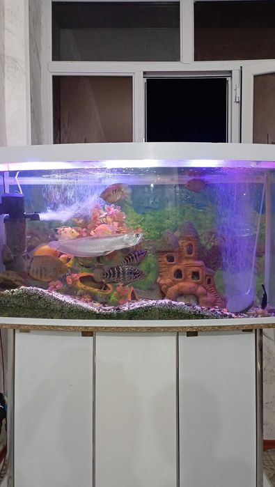 Akvarium sotiladi