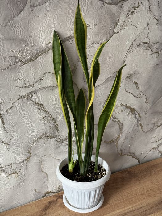 хлорофитумы. Растения домашние