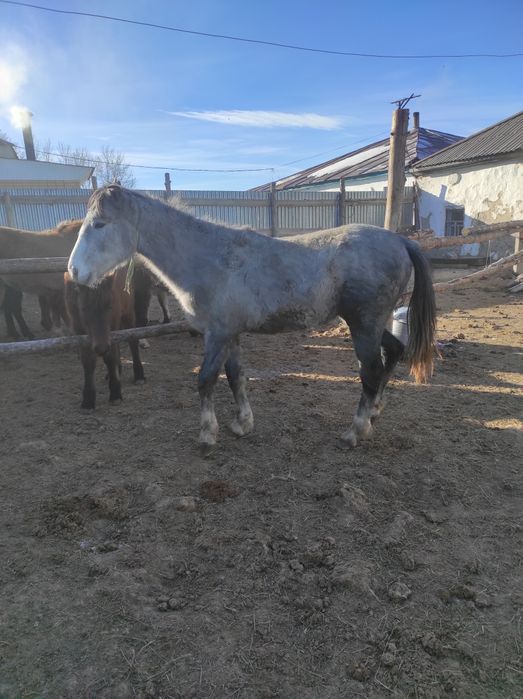 Айғыр, дөненшығар, тай, жабағы сатылады