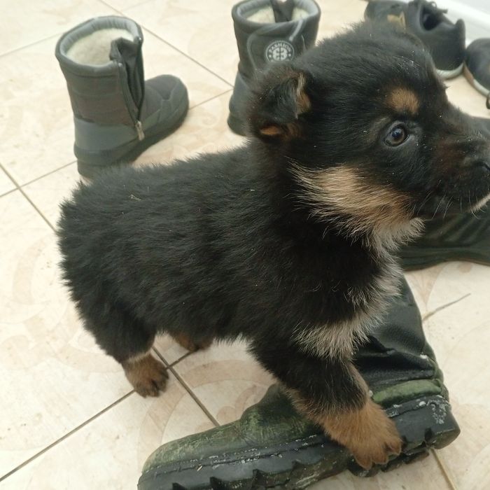 Авчарка кушік еркек