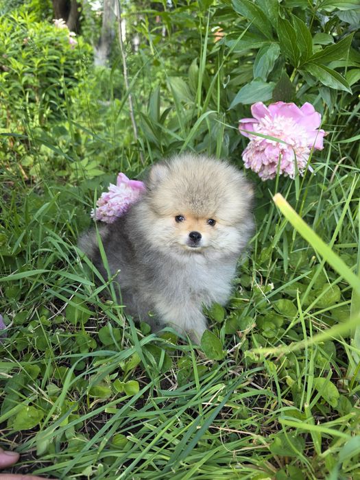 Померанский шпиц