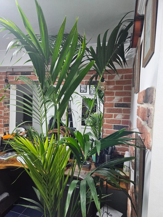 Palmier Kentia Areka .plante verzi exotice  birou