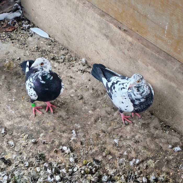 Vând o pereche de porumbei meulemans