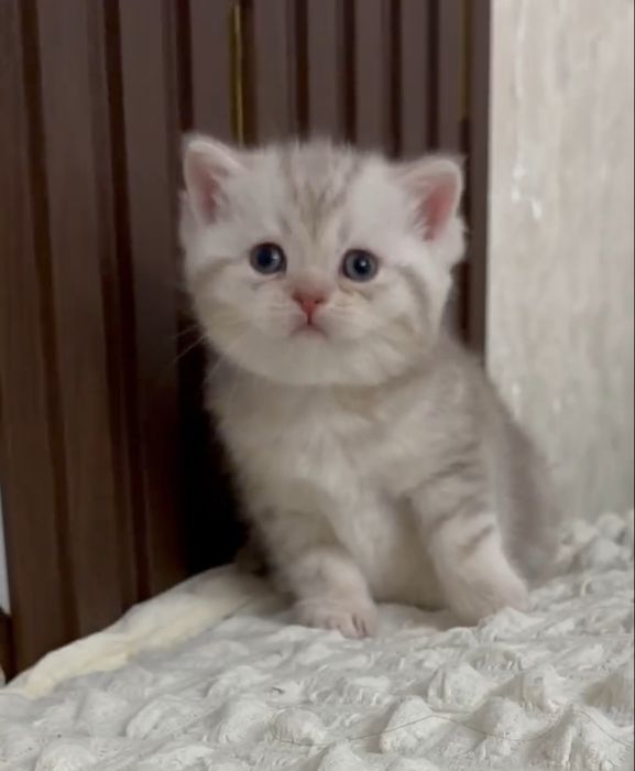 Продается Чистокровный скоттиш страйт мальчик