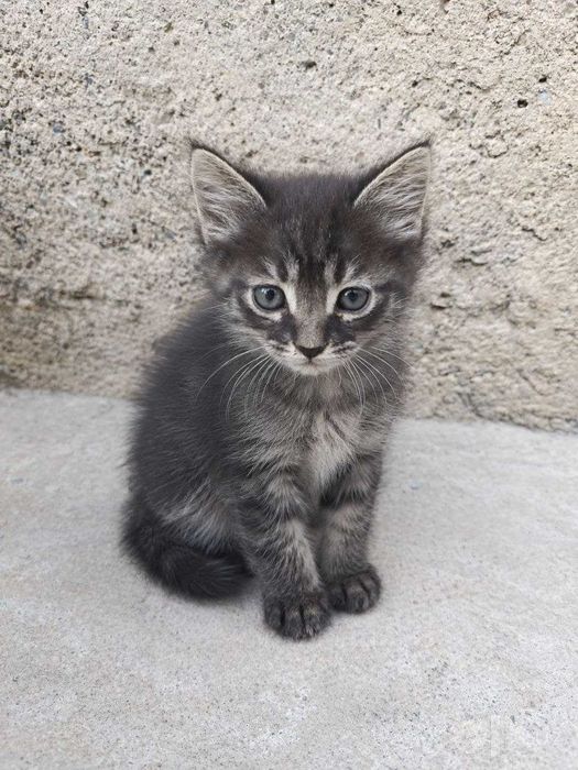 Котята даром, в добрые руки