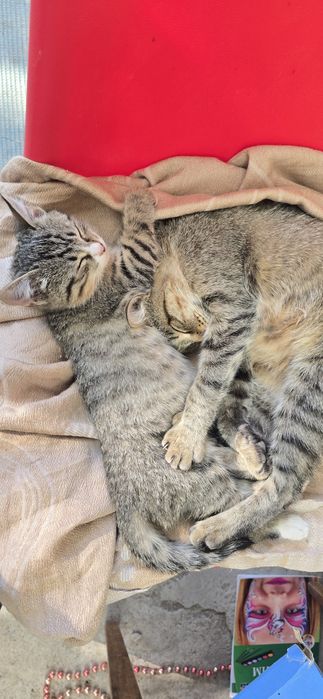 Котята 2- 2.5 месяца в добрые руки