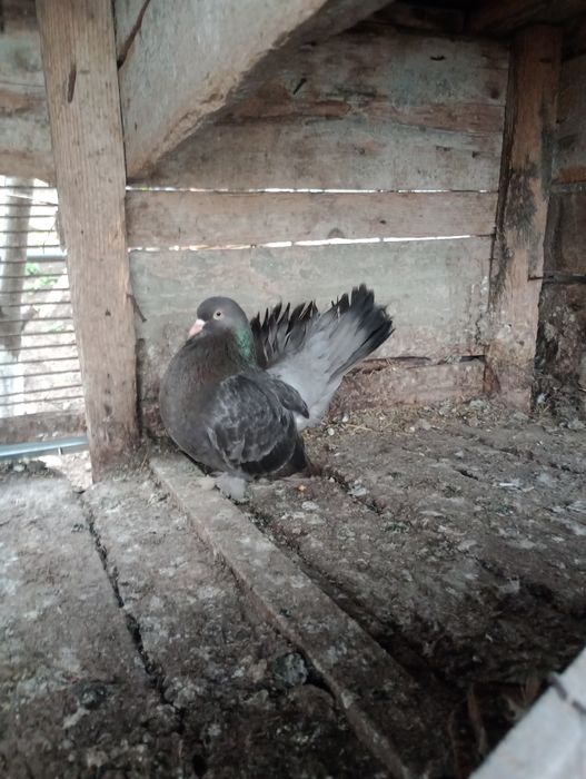 Porumbel roleri de Cluj