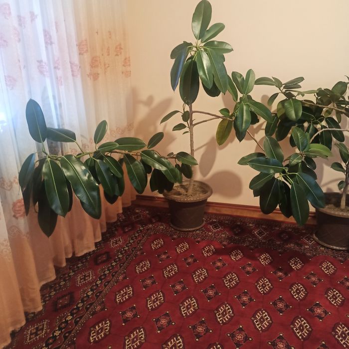 Фикус гули сотилади. Котта тувакда кўп йиллик