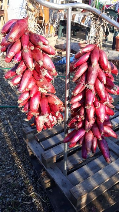 Vând sămânță de ceapă roșie de apă