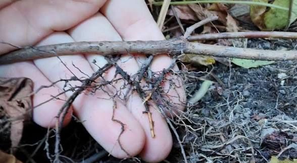 Девичий виноград на быстрое озеленение