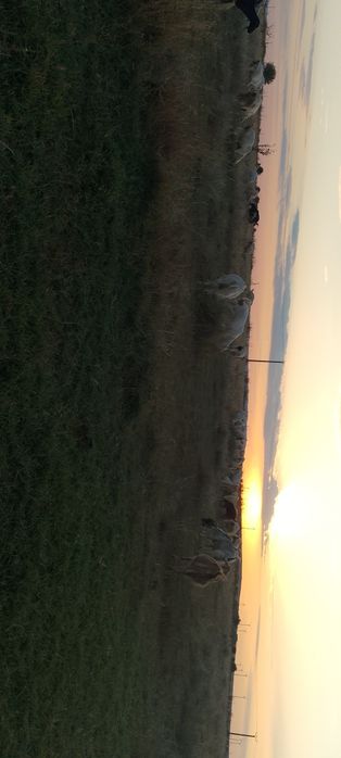 Vând capre cu iezi, preț negociabil