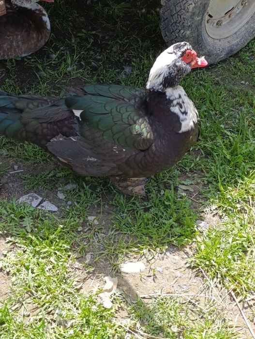 Обмен селезень индоутка