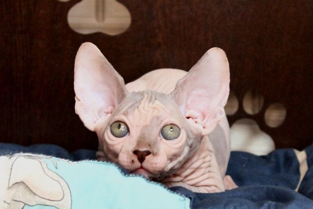 Котята сфинксы. Доставка