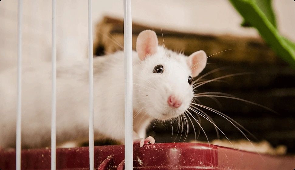 Породам декоративных крыс