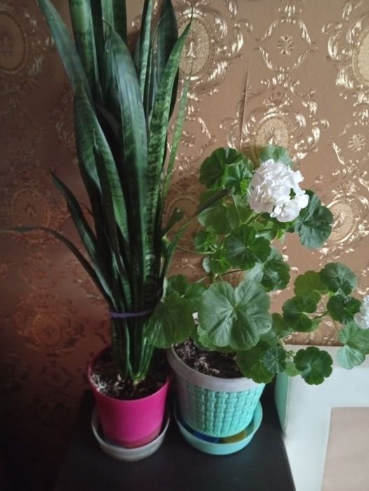 Комнатные растения