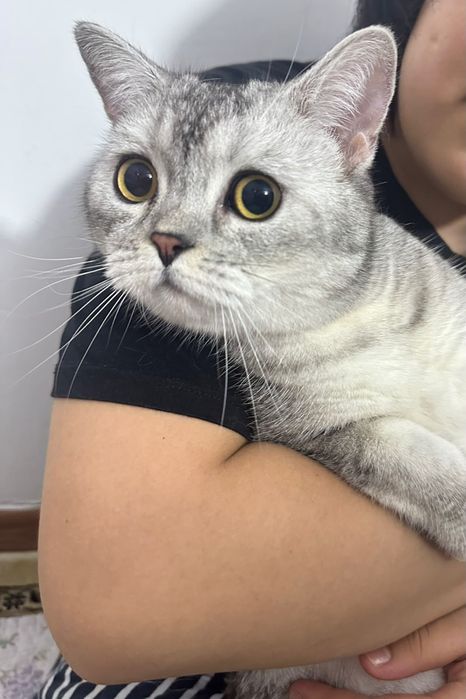 Продается кошка .