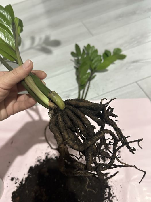 замиокулькас / долларовое дерево