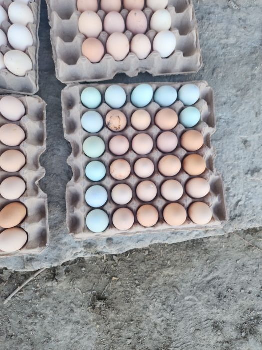 Товук тухлари сотилади