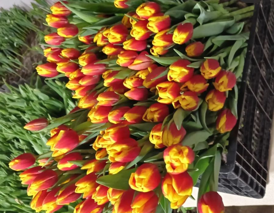 Предзаказ тюльпанов к 8 марта